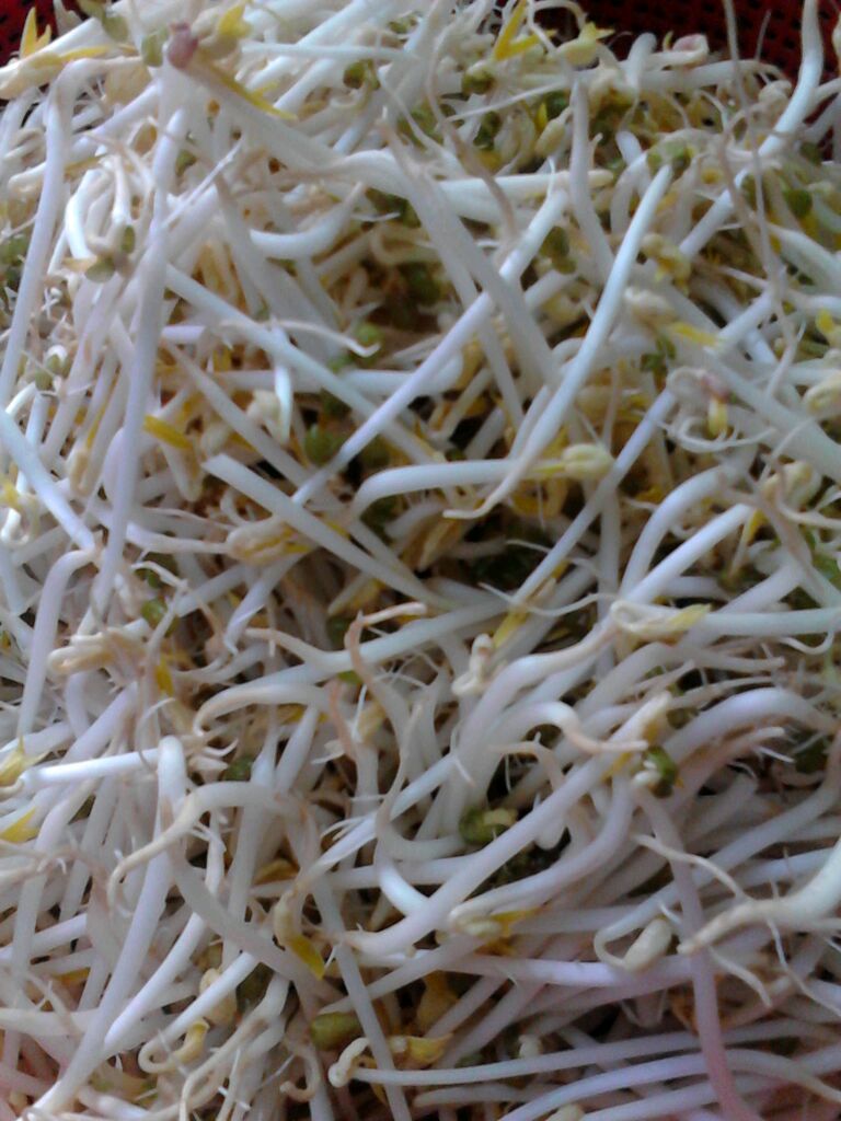 绿豆芽的做法_【图解】绿豆芽怎么做好吃_煮妇时代