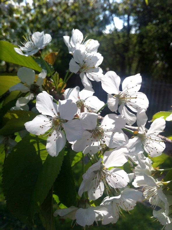 苹果开花啦