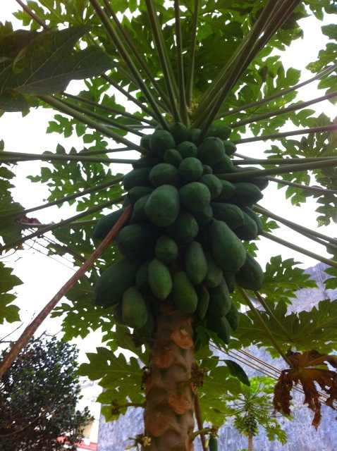 木瓜树