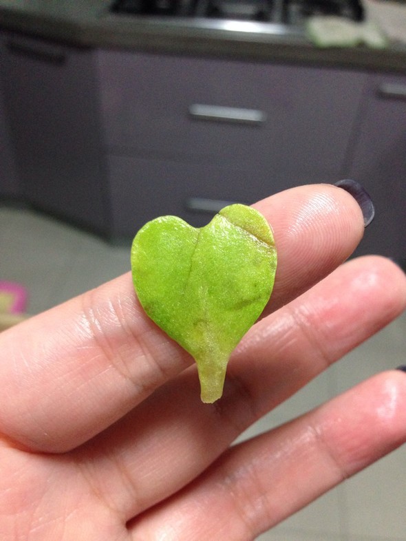 垃圾桶里捡起一颗受伤的心