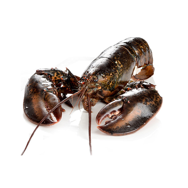 【海鲜之王】加拿大进口lobster 龙虾冷冻 500g
